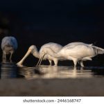 日韩中文字幕精品乱码 29ulj