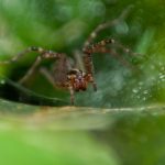 国产亚洲欧洲日韩在线观看 6mscrrvpy