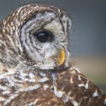 国产午夜免费视频秋霞电影院 87phqkelzp