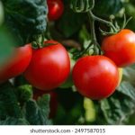 国产日韩欧美高清免费视频 9ucrmx