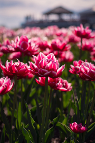 国产高清在线A免费视频观看 国产高清在线A免费视频观看