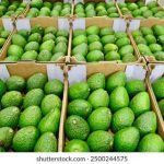 成 人免费视频免费观看直播 f9en0u