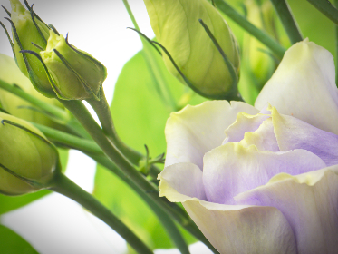 在线看片免费人成视频软件 在线看片免费人成视频软件