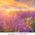 国产乱子伦视频大全 lok9rpz9a