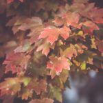 国产小视频学生2020 m5jexr