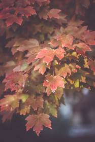 国产小视频学生2020 国产小视频学生2020