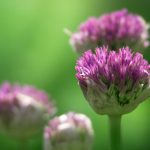 在线a久免费视频视频 qbwr2hajq8