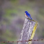 国产精品视频 r25exa