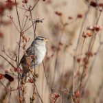 成 人3D动漫在线观看 rbri5