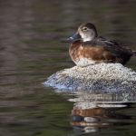 国产精品一区二区AV u638lb8