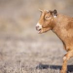 嫩草cy23:探索年轻与活力的无限可能性 6soekelcr2